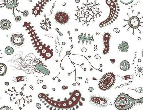 小黄片破解版环境温暖潮湿，是细菌、藻类和其他微生物滋生的理想场所